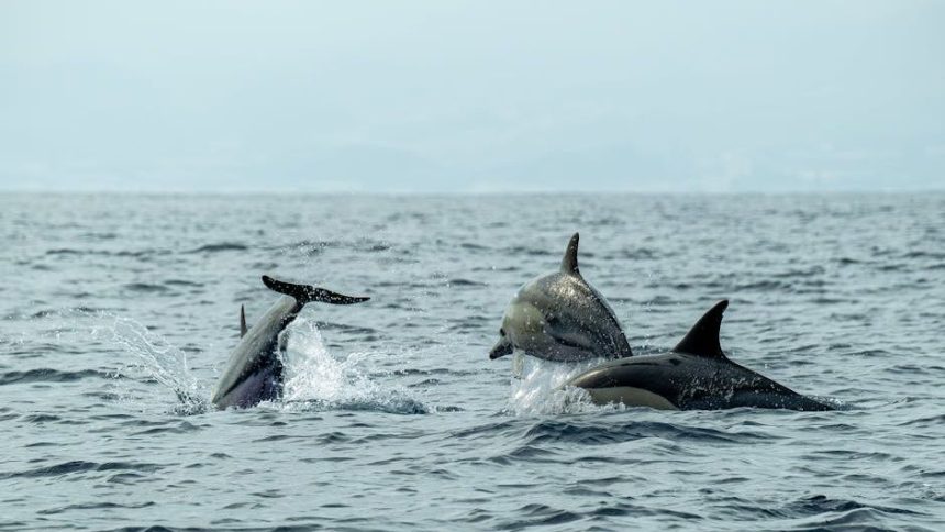 Pete Hegseth Asked About Bizarre Report of ‘Kamikaze Dolphins’ in Strait of Hormuz: ‘Like Sharks With Laser Beams?’