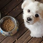 Las Vegas animal shelter nearly out of pet food, urgently needs donations