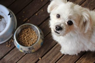 Las Vegas animal shelter nearly out of pet food, urgently needs donations