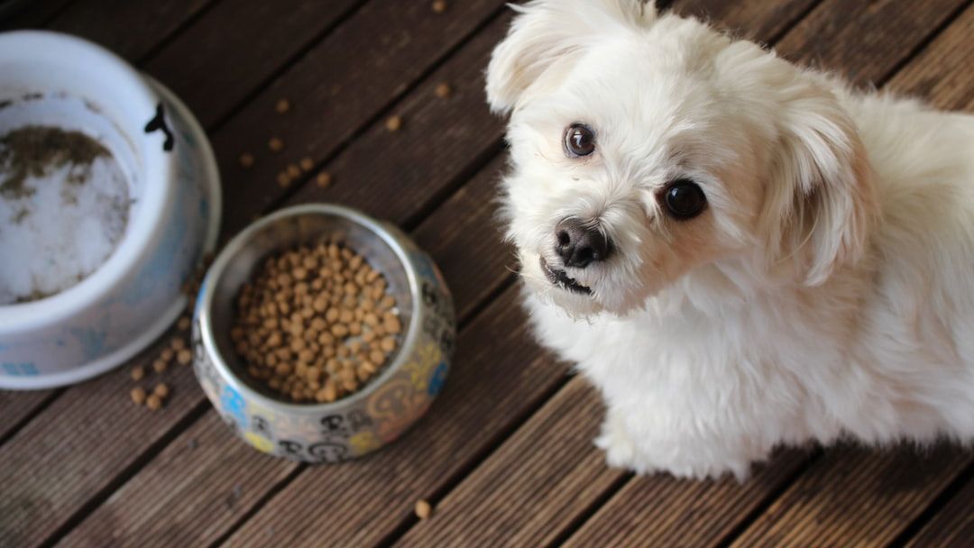 Las Vegas animal shelter nearly out of pet food, urgently needs donations