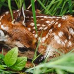 'Fawn-napping': CA wildlife officials warn against taking young deer found alone, leading to deaths