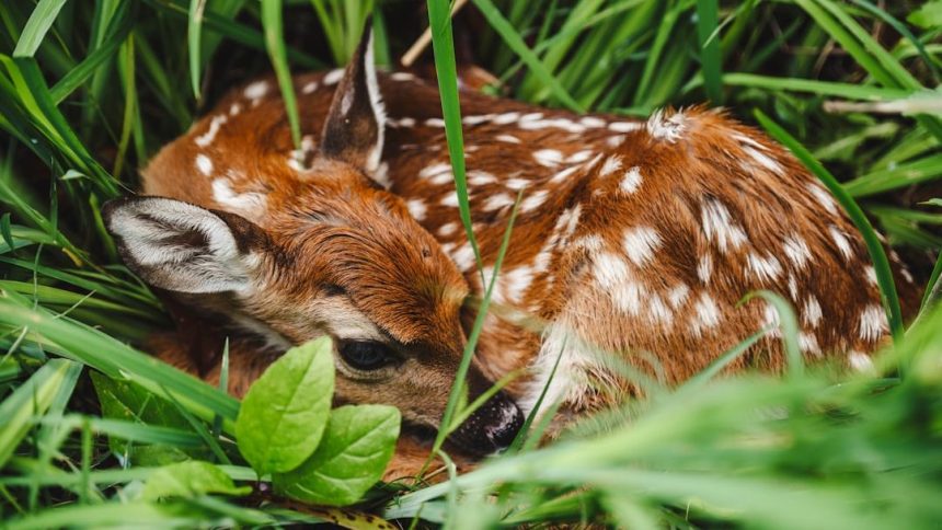 'Fawn-napping': CA wildlife officials warn against taking young deer found alone, leading to deaths