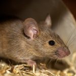 How hantavirus may have spread aboard a cruise ship