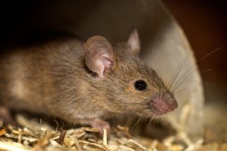 How hantavirus may have spread aboard a cruise ship