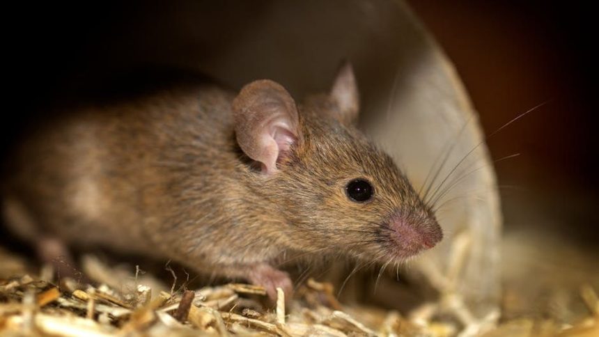 How hantavirus may have spread aboard a cruise ship