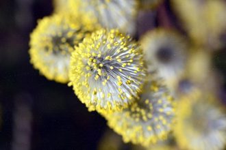 How climate change makes your allergies worse