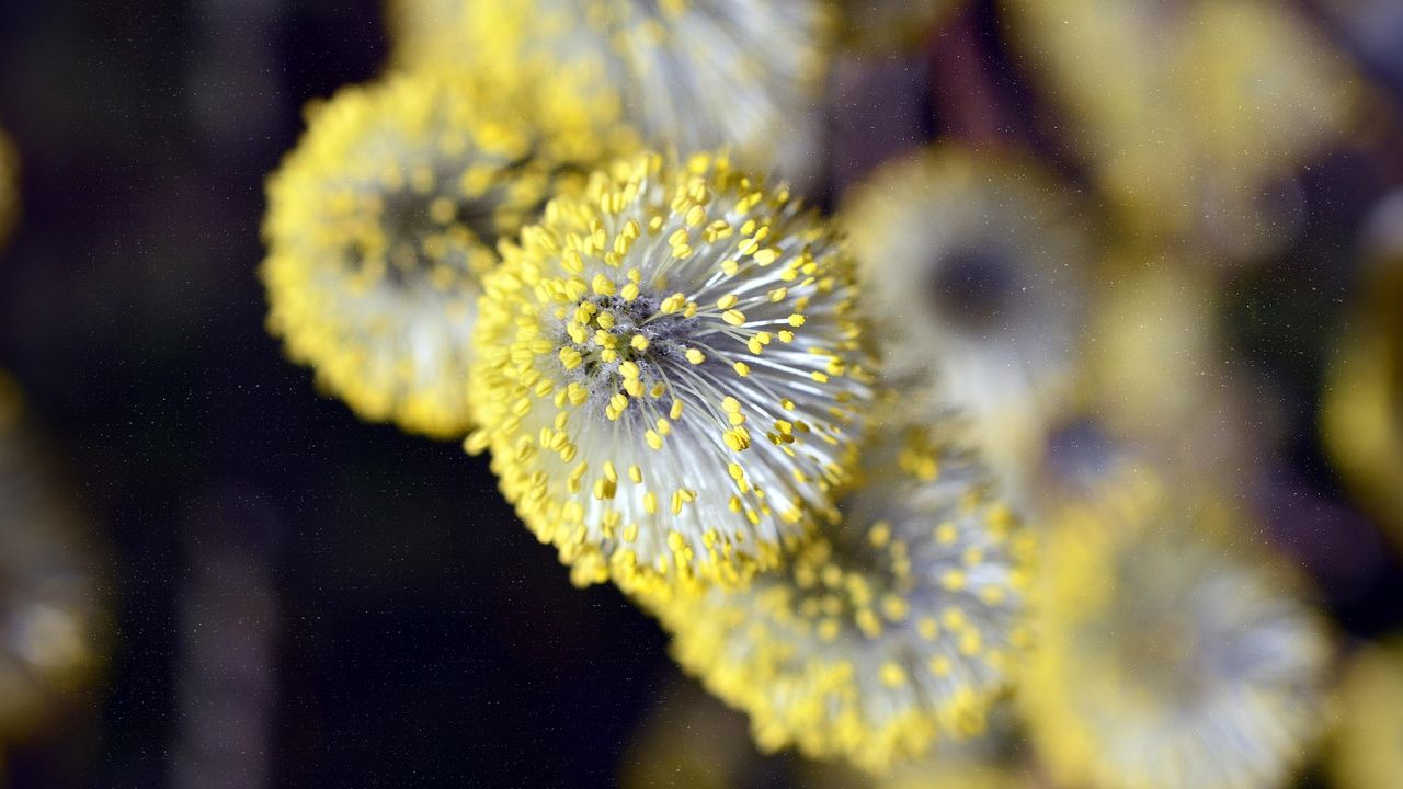How climate change makes your allergies worse