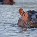 The Fight to Euthanize Pablo Escobar’s Hippos in Colombia