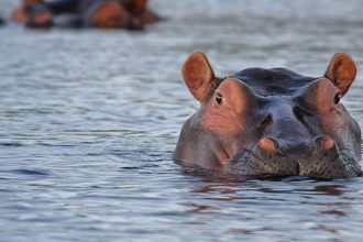 The Fight to Euthanize Pablo Escobar’s Hippos in Colombia