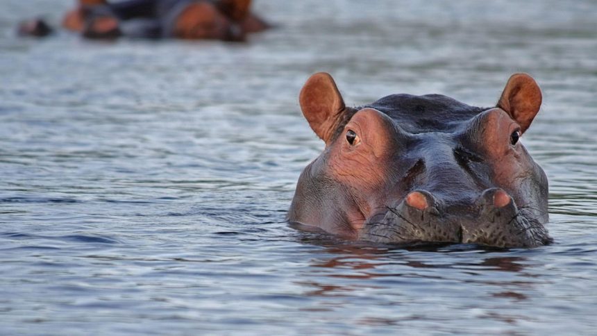 The Fight to Euthanize Pablo Escobar’s Hippos in Colombia