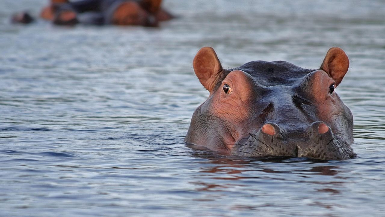 The Fight to Euthanize Pablo Escobar’s Hippos in Colombia
