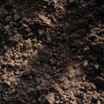 The Amazon Dark Earth Discovery That Could Be the Most Significant Climate Science Breakthrough Since the Discovery of the Carbon Cycle