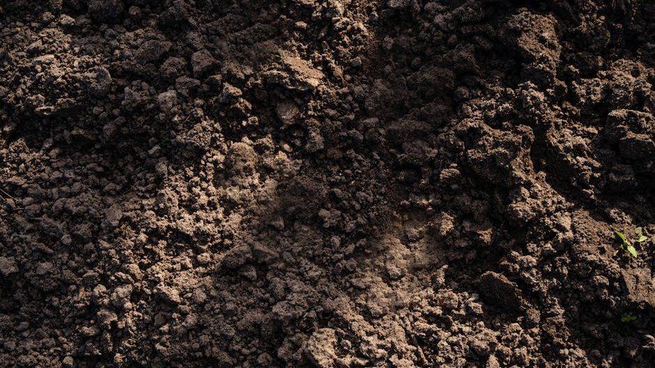 The Amazon Dark Earth Discovery That Could Be the Most Significant Climate Science Breakthrough Since the Discovery of the Carbon Cycle