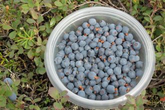 Wild Blueberry Farms Across Maine Suffer as Climate Change Upends Growing Seasons