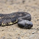 Georgia Snakes Are Changing Their Behavior Because of Climate Change – What That Tells Us About the Broader Ecological Collapse Already Underway.