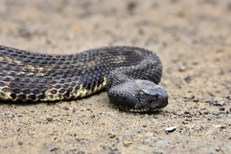 Georgia Snakes Are Changing Their Behavior Because of Climate Change – What That Tells Us About the Broader Ecological Collapse Already Underway.