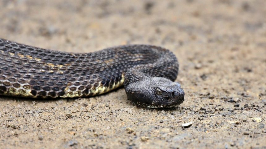 Georgia Snakes Are Changing Their Behavior Because of Climate Change – What That Tells Us About the Broader Ecological Collapse Already Underway.