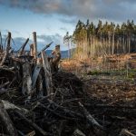 Amazon Deforestation at Eight-Year Low, Report Shows