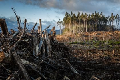 Amazon Deforestation at Eight-Year Low, Report Shows