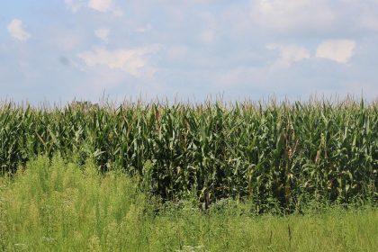 The Indiana community caught between coal and the data center boom