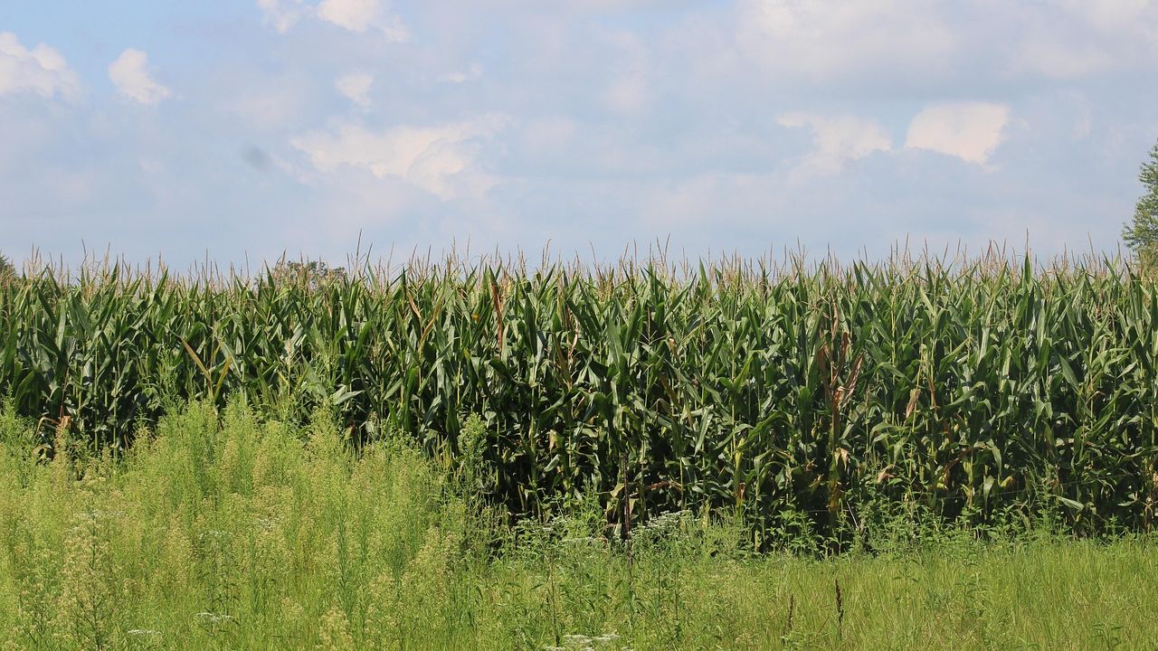 The Indiana community caught between coal and the data center boom
