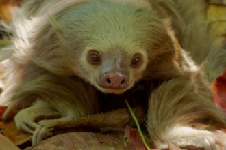 Florida Temporarily Bans Sloth Imports After Dozens Die at Orlando Business