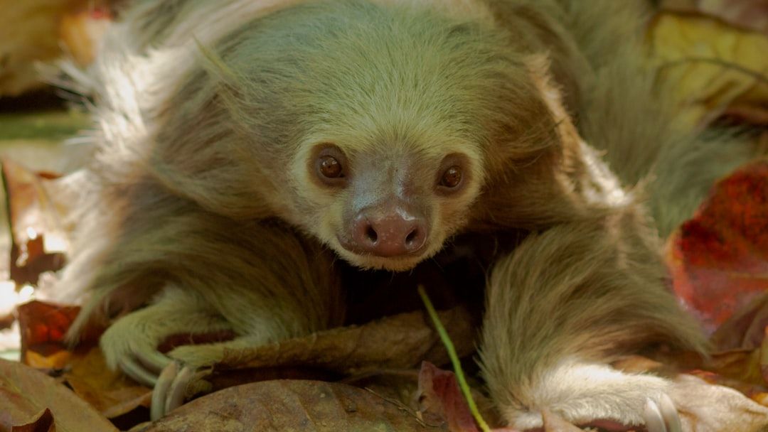 Florida Temporarily Bans Sloth Imports After Dozens Die at Orlando Business