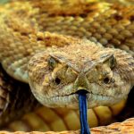 Georgia Snakes Are Changing Their Behavior Because of Climate Change – What That Tells Us About the Broader Ecological Collapse Already Underway.