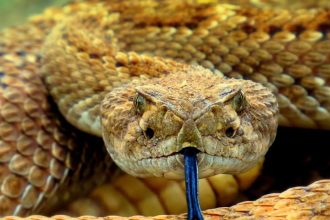 Georgia Snakes Are Changing Their Behavior Because of Climate Change – What That Tells Us About the Broader Ecological Collapse Already Underway.