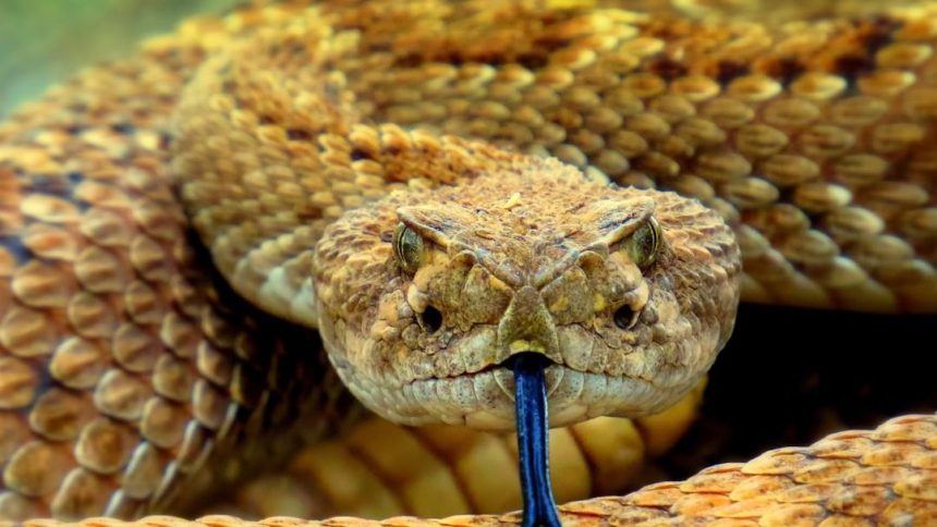 Georgia Snakes Are Changing Their Behavior Because of Climate Change – What That Tells Us About the Broader Ecological Collapse Already Underway.