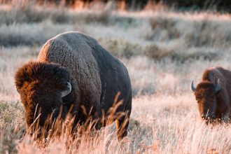 Trump Administration Bans a Nonprofit’s Bison From Grazing on Federal Lands, but Spares Tribes