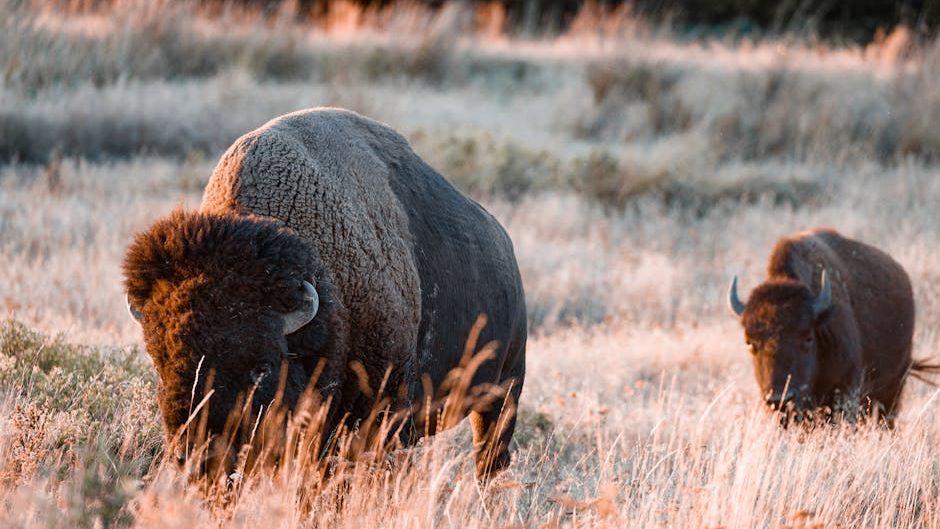 Trump Administration Bans a Nonprofit’s Bison From Grazing on Federal Lands, but Spares Tribes