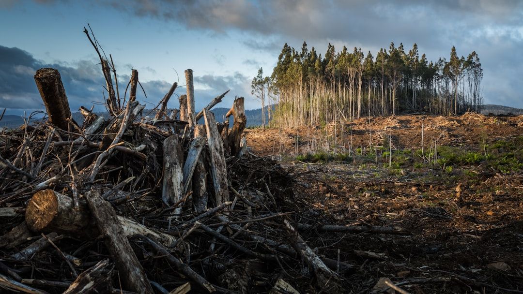 Amazon Deforestation at Eight-Year Low, Report Shows