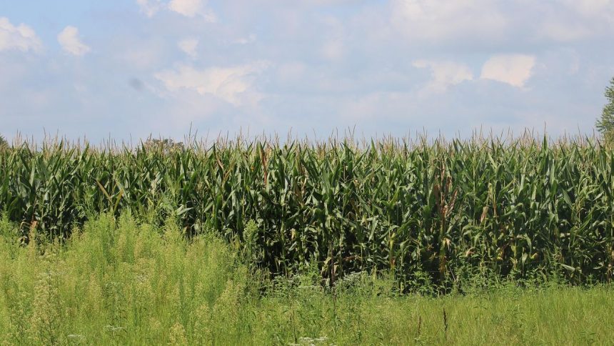 The Indiana community caught between coal and the data center boom