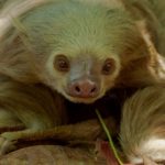 Florida Temporarily Bans Sloth Imports After Dozens Die at Orlando Business