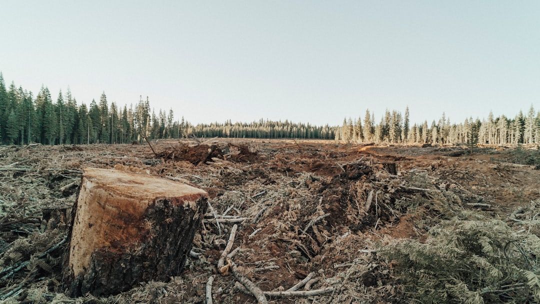 COP30 roadmap to end deforestation will invite countries to draft domestic plans