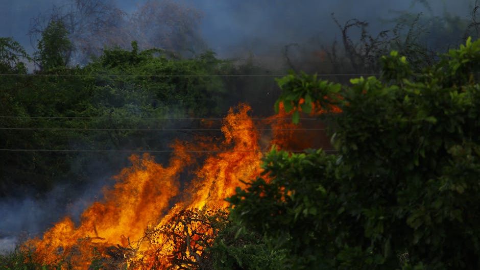 The long shadow of Maui’s wildfires