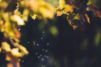 Map Reveals Cities Facing Worst Mosquito Swarms This Summer
