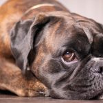 12 Dog Breeds That Trigger Separation Anxiety the Second You Leave the House