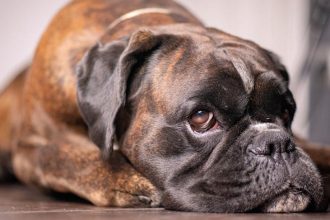 12 Dog Breeds That Trigger Separation Anxiety the Second You Leave the House