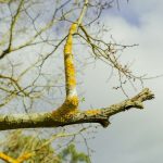 Man killed, woman injured by falling branches in North Bay