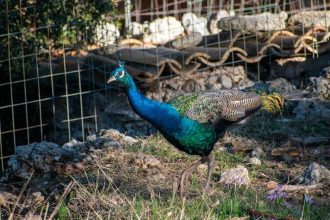 Meloni’s party gets tough on Italian peacock problem