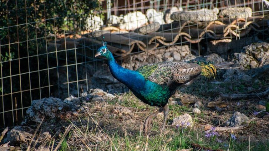 Meloni’s party gets tough on Italian peacock problem