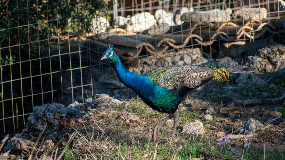 Meloni’s party gets tough on Italian peacock problem