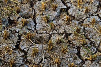 Seasonal patterns that farmers trusted for generations have suddenly turned unpredictable