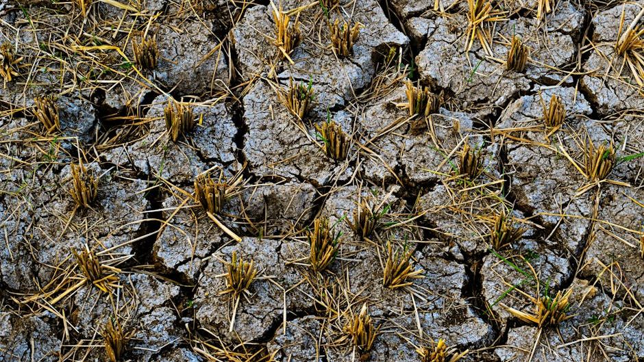Seasonal patterns that farmers trusted for generations have suddenly turned unpredictable
