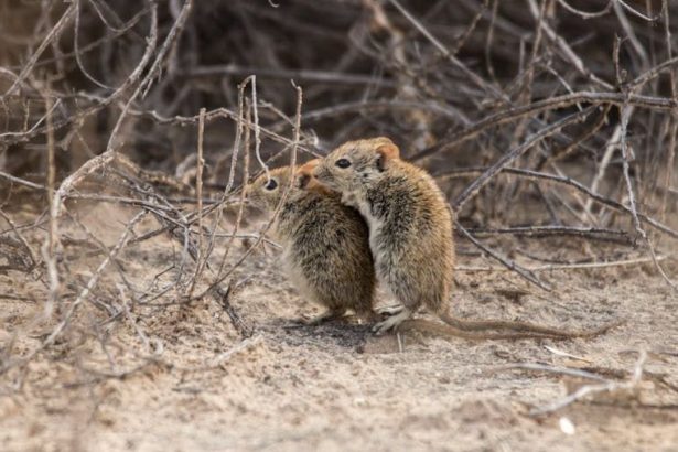 Hantavirus in the High Desert: How to Identify the Signs Before an Outbreak Hits Your Neighborhood