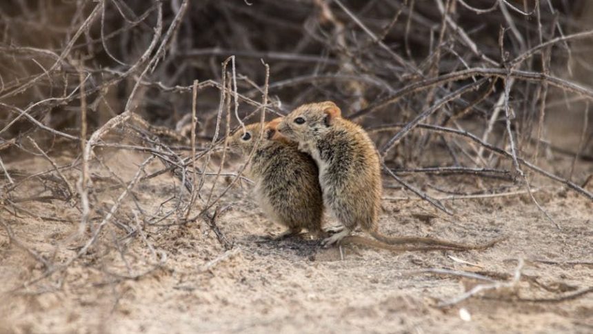 Hantavirus in the High Desert: How to Identify the Signs Before an Outbreak Hits Your Neighborhood
