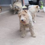 77 dogs recovered from RV in Mesquite, police say