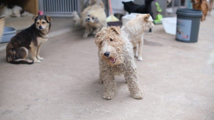 77 dogs recovered from RV in Mesquite, police say